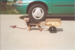 Yorkie with cart