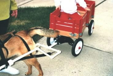 dog cart pulling harness